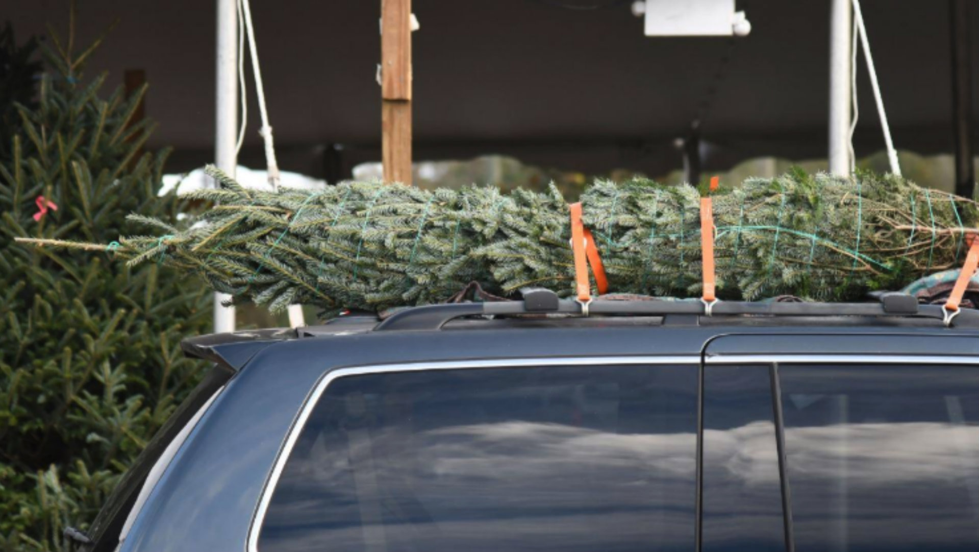 Christmas Tree On Car.jpg (276 KB)