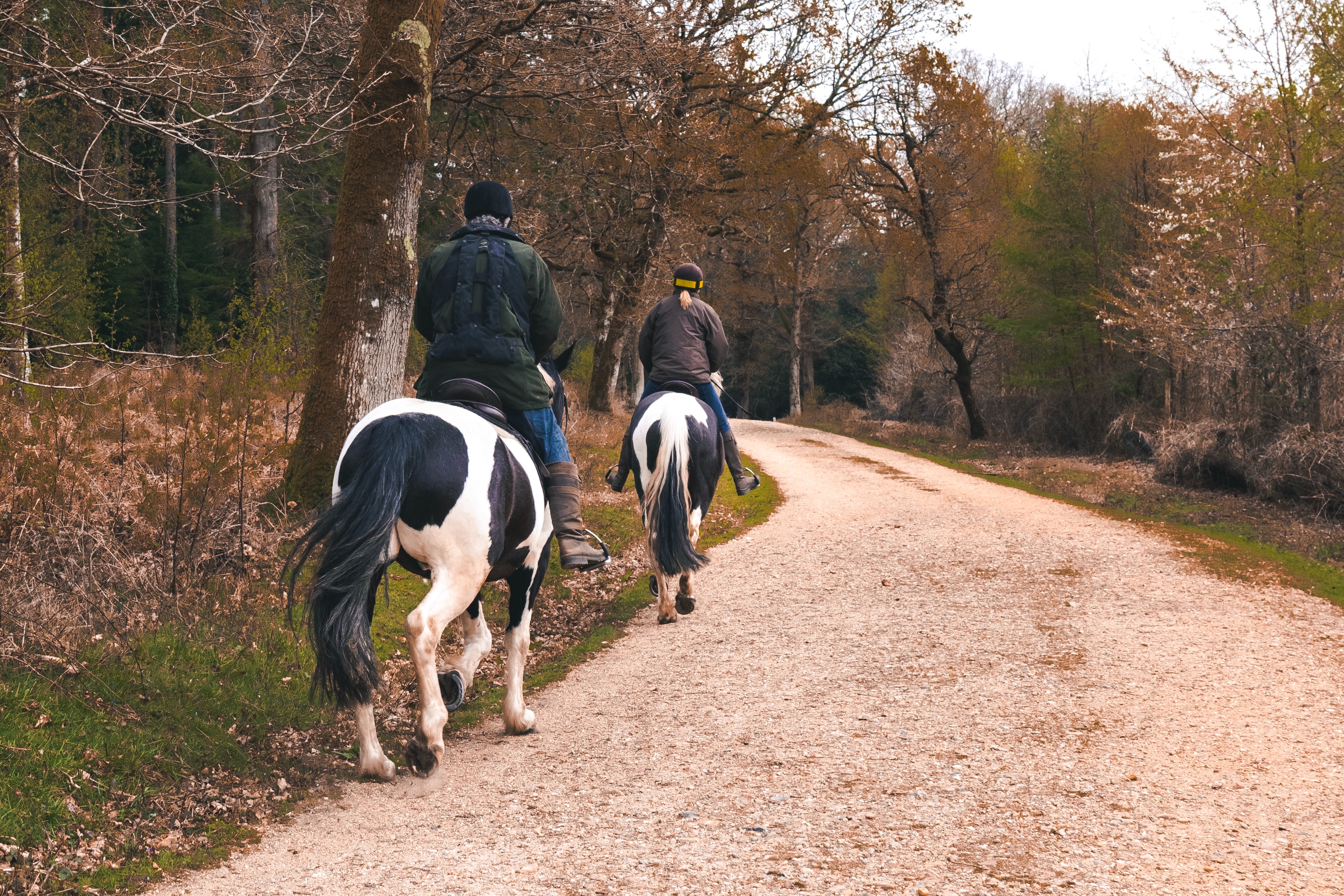 horses in road.jpg (3.38 MB)